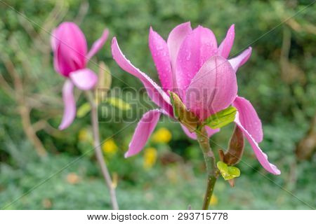 Purpur-magnolie (magnolia Liliiflora) Im April 8 - 5.4.2019