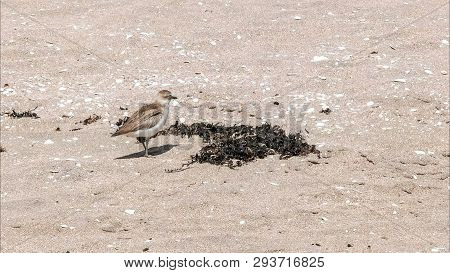 Nz Dotterel On A New Zealand Beach