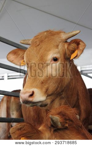 Closeup Of A Brown Cow In A Stable