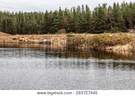 Conemara Lake With Pine Forest Around
