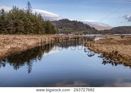 Forest And Vegetation At Western Way Trail In Lough Corrib