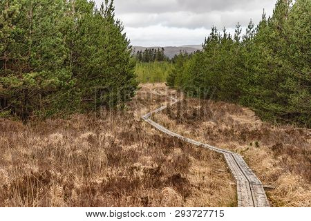 Western Way Trail In A Bog With Pine Forest Around