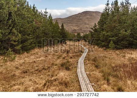 Western Way Trail In A Bog With Pine Forest Around