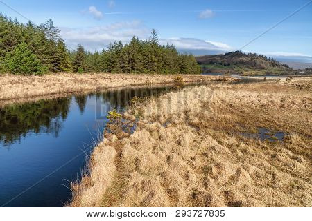Forest And Vegetation At Western Way Trail In Lough Corrib