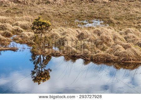Yelow Fowers And And Vegetation At Western Way Trail In Lough Corrib