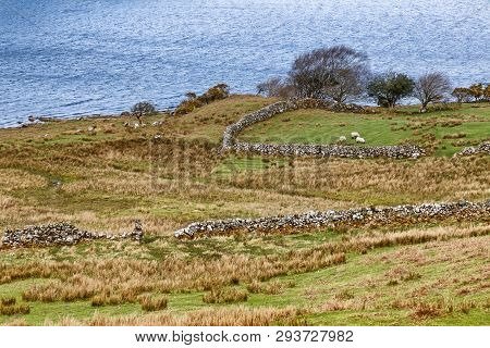 Farm Field With Sheeps, Lake And Vegetation At Western Way Trail In Lough Corrib