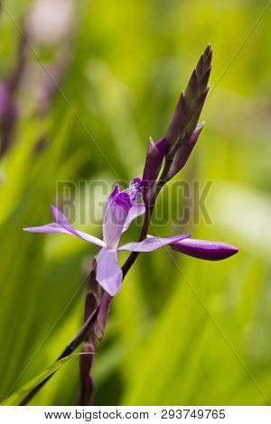 Chinese Pink Urn Orchid Bletilla Striata With Green Leaves