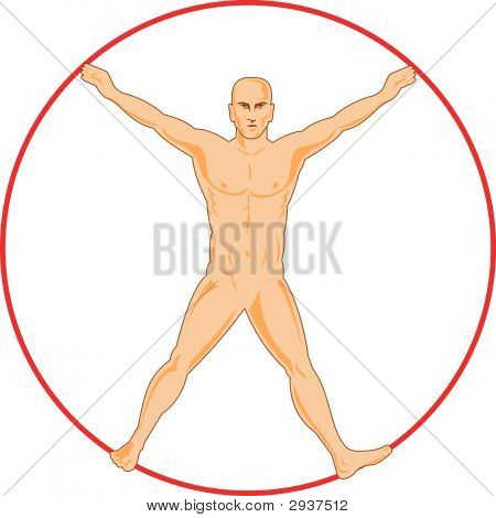 İnsan anatomisi Spread Eagle