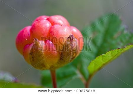 CloudBerry na zeleném pozadí rozostřený v lese. Divoké ovoce
