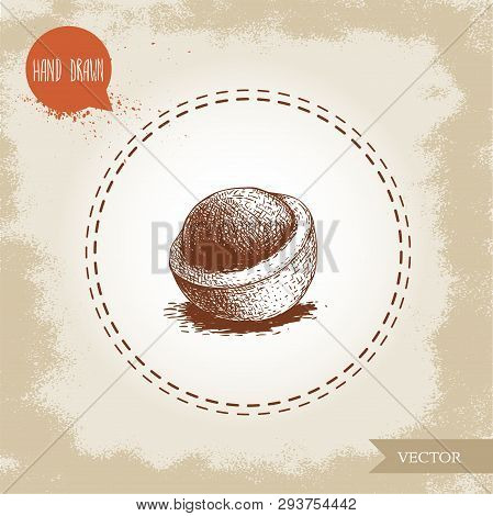 Peeled Macadamia Nut Shell. Hand Drawn Sketch Style Vector Illustration Isolated On Retro Background