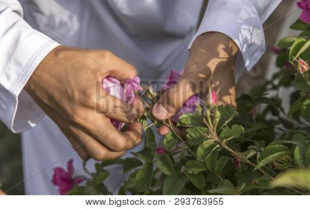 Hands Collecting Rose Petals For Rose Water Making In Oman
