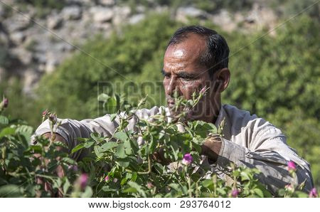 Omani Man With Rose Petals To Make Rose Water That Is Used As Traditional Medicine; Cosmetics; Food