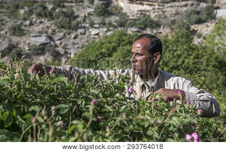 Omani Man With Rose Petals To Make Rose Water That Is Used As Traditional Medicine; Cosmetics; Food
