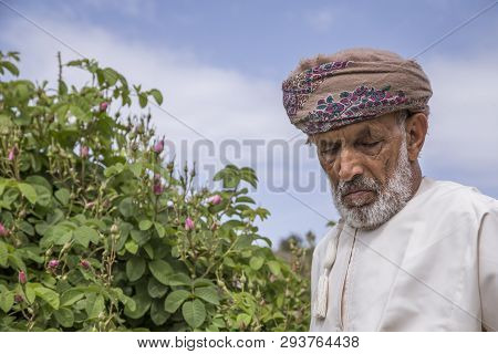 Omani Man With Rose Petals To Make Rose Water That Is Used As Traditional Medicine; Cosmetics; Food
