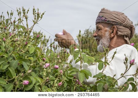 Jabal Al Akhdar, Oman, 7th April 2016: Old Man Piclking Rose Petals
