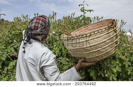 Jabal Al Akhdar, Oman, 7th April 2016: Omaniman Picking Rose Petals