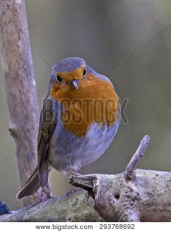 A Robin Redbreast Bird Perched On A Branch In Local Woodlands