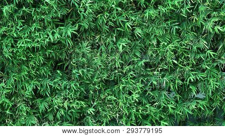 Bamboo Tree Which Green Color Fresh Leaf And Light Brown For Body And Beautiful Pattern For Backgrou