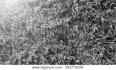 Bamboo Tree Which Green Color Fresh Leaf And Light Brown For Body And Beautiful Pattern For Backgrou
