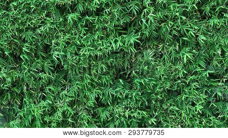 Bamboo Tree Which Green Color Fresh Leaf And Light Brown For Body And Beautiful Pattern For Backgrou