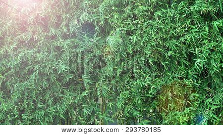 Bamboo Tree Which Green Color Fresh Leaf And Light Brown For Body And Beautiful Pattern For Backgrou
