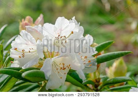 Close-up Of A Beautiful Purple Magnolia Liliiflora Flower With Water Drops Early In The Morning. Blo