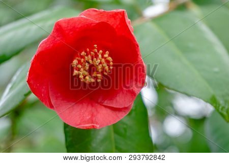 Rote Kamelie (camellia Sasanqua) 1 - 6.4.2019