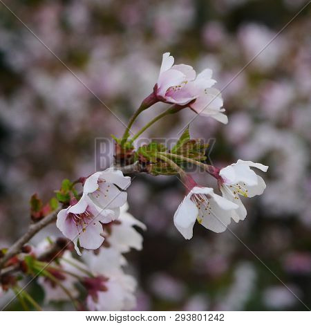 Closeup Of White Cherry Tree (prunus Incisa) Blossom In Spring