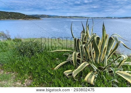 Ammouliani, Greece - April 3, 2015: Coastline Of Ammouliani Island, Athos, Chalkidiki, Central Maced