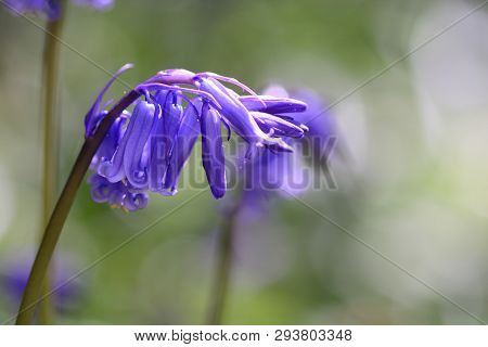 Close Up Of A Bluebell (hyacinthoides Non Scripta) Flower In Bloom