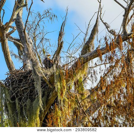 Female American Bald Eagle Guarding Her Eggs In A Beautifully Decorated Nest On Top Of A Dead Tree I