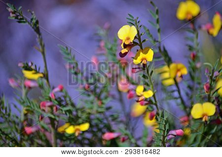 Yellow And Red Flowers Of The Australian Native Pea Bossiaea Heterophylla, Family Fabaceae, Growing 
