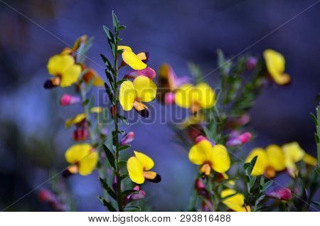 Yellow And Red Flowers Of The Australian Native Pea Bossiaea Heterophylla, Family Fabaceae, Growing 