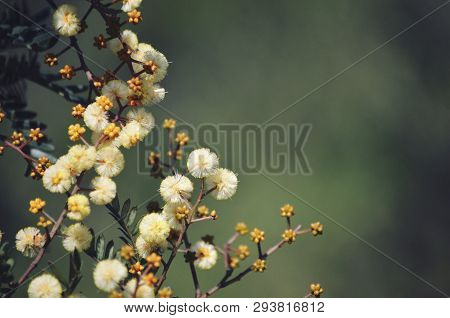Yellow Flowers And Buds Of The Australian Native Sunshine Wattle, Acacia Terminalis, Family Fabaceae