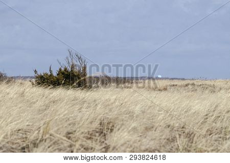 Strong Winds Whipping Beach Grass To A Blur On Dunes At Scusset Beach
