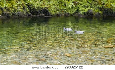 Pair Of Rare New Zealand Blue Ducks