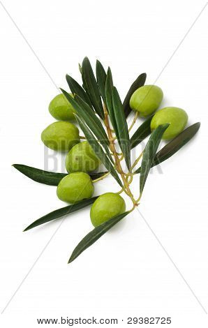 Organik yeşil zeytin