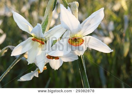 Morgondagg på påskliljor blommor