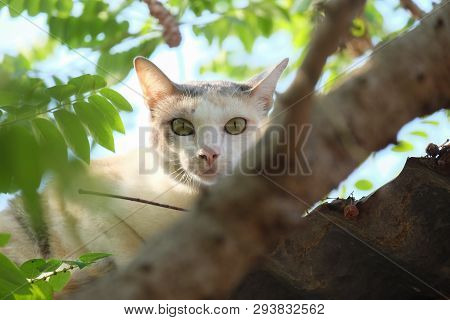 The Cat Is Relaxing, Looking At The Camera Sitting On The Tree.