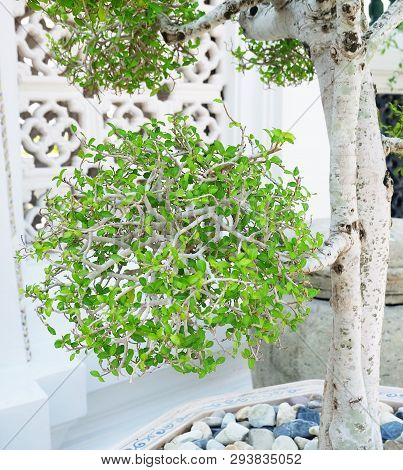 Houseplant, Fresh Green Beautiful Streblus Asper Or Siamese Rough Bush Bonsai Tree In A Flowerpot Fo