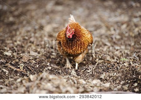 Isa Brown Chicken