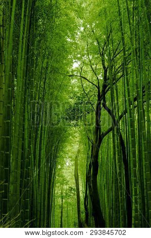 A Bamboo Forest In Kyoto Japan, With A Beautifull Green Path