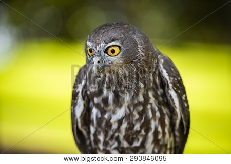 Barking Owl