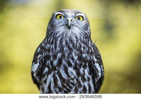 Barking Owl