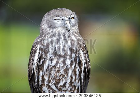 Barking Owl
