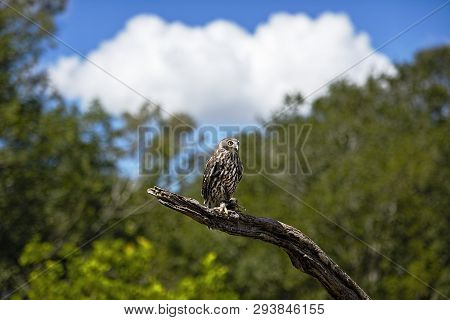 Barking Owl