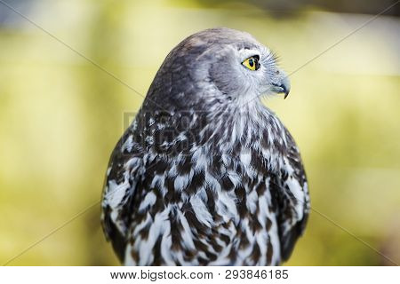 Barking Owl