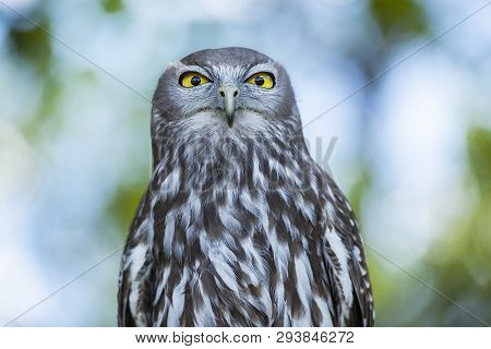 Barking Owl With Beautiful Yellow Eyes Amongst Nature.