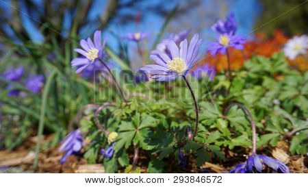 Beautiful Light Blue Anemone Apennina Flowers Meadow Close Up.