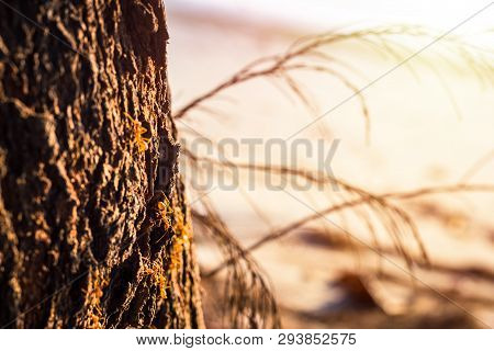 Red Ants (fire Ant, Solenopsis Geminate) On Tree.